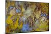 Agate in Colorful Design, Sammamish, WA-Darrell Gulin-Mounted Photographic Print