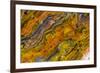 Agate in Colorful Design, Sammamish, WA-Darrell Gulin-Framed Photographic Print