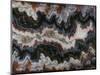 Agate in Colorful Design, Sammamish, WA-Darrell Gulin-Mounted Photographic Print