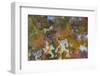 Agate in Colorful Design, Sammamish, Washington State-Darrell Gulin-Framed Photographic Print