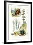 Agate Snail, 1833-39-null-Framed Giclee Print