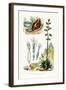 Agate Snail, 1833-39-null-Framed Giclee Print