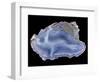 Agate-Walter Geiersperger-Framed Photographic Print