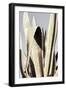 Agave_001-Pictufy Studio III-Framed Giclee Print