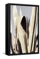 Agave_001-Pictufy Studio III-Framed Stretched Canvas