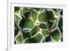 Agave 02-PhotoINC Studio-Framed Photographic Print