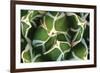 Agave 02-PhotoINC Studio-Framed Photographic Print