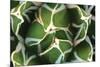 Agave 02-PhotoINC Studio-Mounted Photographic Print