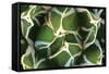 Agave 02-PhotoINC Studio-Framed Stretched Canvas