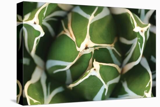 Agave 02-PhotoINC Studio-Stretched Canvas