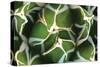 Agave 02-PhotoINC Studio-Stretched Canvas