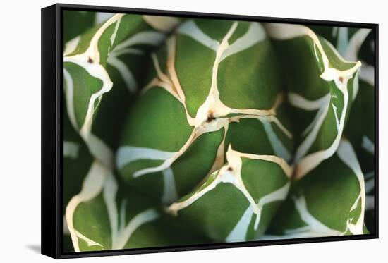 Agave 02-PhotoINC Studio-Framed Stretched Canvas