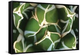 Agave 02-PhotoINC Studio-Framed Stretched Canvas