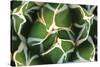 Agave 02-PhotoINC Studio-Stretched Canvas
