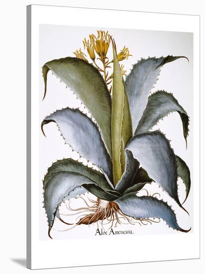 Agave, 1613-Besler Basilius-Stretched Canvas