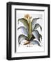 Agave, 1613-Besler Basilius-Framed Premium Giclee Print