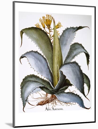 Agave, 1613-Besler Basilius-Mounted Premium Giclee Print