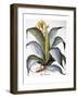 Agave, 1613-Besler Basilius-Framed Giclee Print