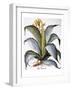 Agave, 1613-Besler Basilius-Framed Giclee Print