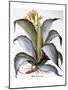 Agave, 1613-Besler Basilius-Mounted Giclee Print