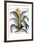 Agave, 1613-Besler Basilius-Framed Giclee Print