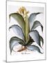 Agave, 1613-Besler Basilius-Mounted Giclee Print