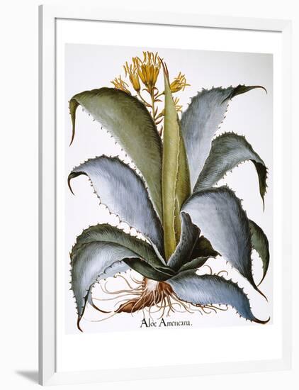 Agave, 1613-Besler Basilius-Framed Giclee Print