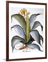 Agave, 1613-Besler Basilius-Framed Giclee Print