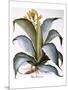 Agave, 1613-Besler Basilius-Mounted Giclee Print