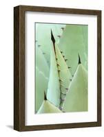 Agave, Agave Parrasana, Detail, Nature, Botany-Herbert Kehrer-Framed Photographic Print