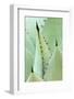 Agave, Agave Parrasana, Detail, Nature, Botany-Herbert Kehrer-Framed Photographic Print