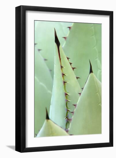 Agave, Agave Parrasana, Detail, Nature, Botany-Herbert Kehrer-Framed Premium Photographic Print