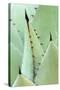 Agave, Agave Parrasana, Detail, Nature, Botany-Herbert Kehrer-Stretched Canvas