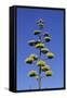 Agave (Agave parryi huachucensis) In flower, Arizona, USA-Jurgen & Christine Sohns-Framed Stretched Canvas