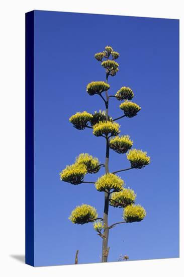 Agave (Agave parryi huachucensis) In flower, Arizona, USA-Jurgen & Christine Sohns-Stretched Canvas