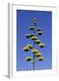 Agave (Agave parryi huachucensis) In flower, Arizona, USA-Jurgen & Christine Sohns-Framed Photographic Print