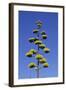 Agave (Agave parryi huachucensis) In flower, Arizona, USA-Jurgen & Christine Sohns-Framed Photographic Print