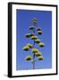 Agave (Agave parryi huachucensis) In flower, Arizona, USA-Jurgen & Christine Sohns-Framed Photographic Print