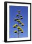 Agave (Agave parryi huachucensis) In flower, Arizona, USA-Jurgen & Christine Sohns-Framed Photographic Print