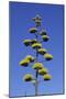 Agave (Agave parryi huachucensis) In flower, Arizona, USA-Jurgen & Christine Sohns-Mounted Photographic Print