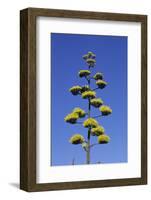 Agave (Agave parryi huachucensis) In flower, Arizona, USA-Jurgen & Christine Sohns-Framed Photographic Print