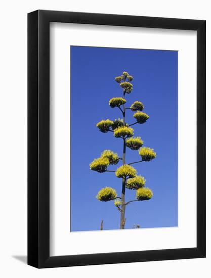 Agave (Agave parryi huachucensis) In flower, Arizona, USA-Jurgen & Christine Sohns-Framed Photographic Print