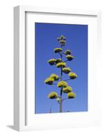 Agave (Agave parryi huachucensis) In flower, Arizona, USA-Jurgen & Christine Sohns-Framed Photographic Print