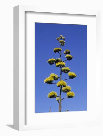 Agave (Agave parryi huachucensis) In flower, Arizona, USA-Jurgen & Christine Sohns-Framed Photographic Print