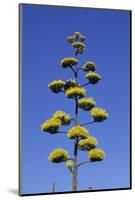 Agave (Agave parryi huachucensis) In flower, Arizona, USA-Jurgen & Christine Sohns-Mounted Photographic Print