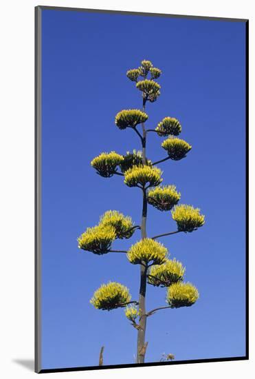 Agave (Agave parryi huachucensis) In flower, Arizona, USA-Jurgen & Christine Sohns-Mounted Photographic Print