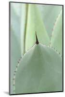 Agave, Agave Parryi, Medium Close-Up-Herbert Kehrer-Mounted Photographic Print