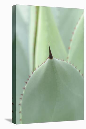 Agave, Agave Parryi, Medium Close-Up-Herbert Kehrer-Stretched Canvas