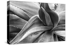 Agave Americana-Moises Levy-Stretched Canvas