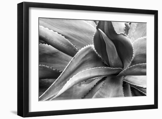 Agave Americana-Moises Levy-Framed Photographic Print